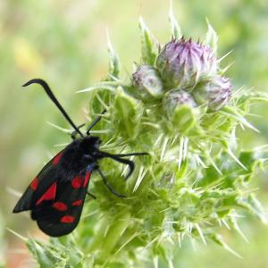 Seven Spot Burnet moth