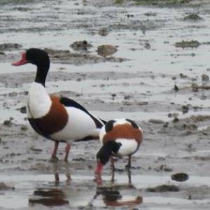 Shelduck at Thorpe Bay2