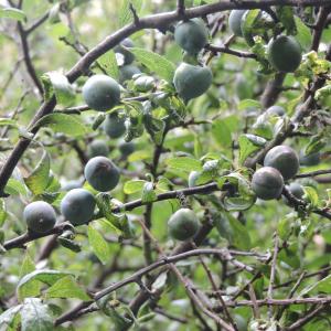 Sloe berry