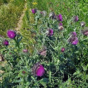 Spear thistle