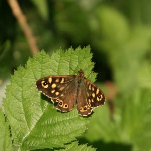 Speckled wood Butterfly