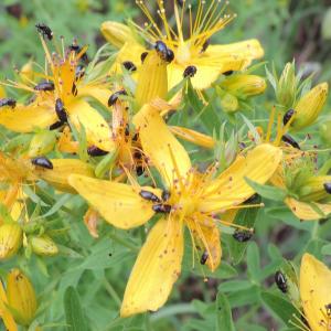 St Johns Wort
