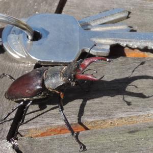 Stag Beetle