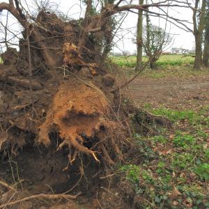 Storm damage February 2022