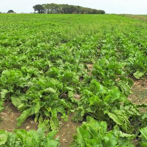Sugar Beet after drought 