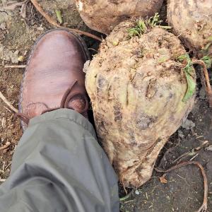 Sugar Beet