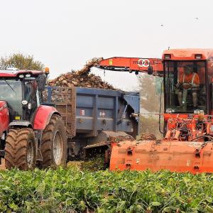 Sugarbeet harvesting