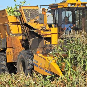 Sweetcorn Harvest2