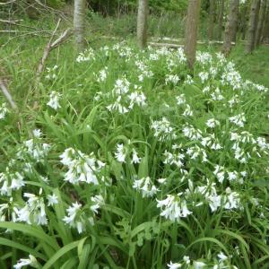 Three cornered leek