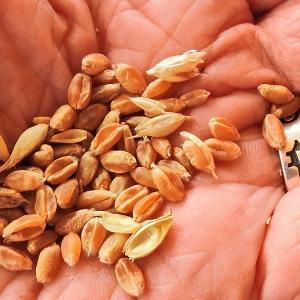 Wheat 5
