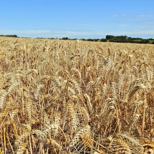Wheat Durum 