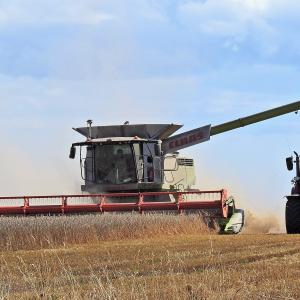 Wheat harvesring