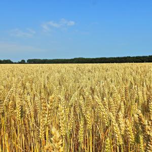 Wheat ripe