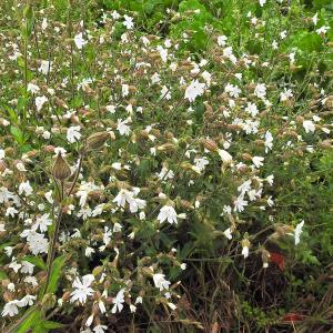 White Campion