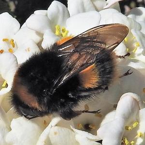 White tailed Bumblrbee 2