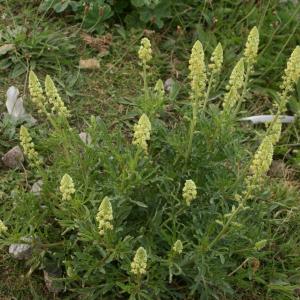 Wild Mignonete