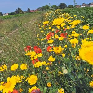 Yellow Corn Marigold