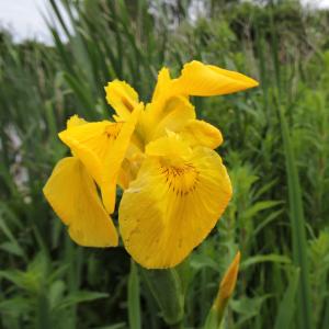 Yellow Flag Iris