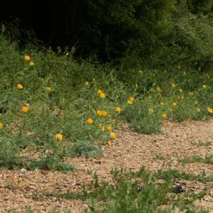 Yellow horned Poppy
