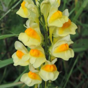 Yelloxw toadflax